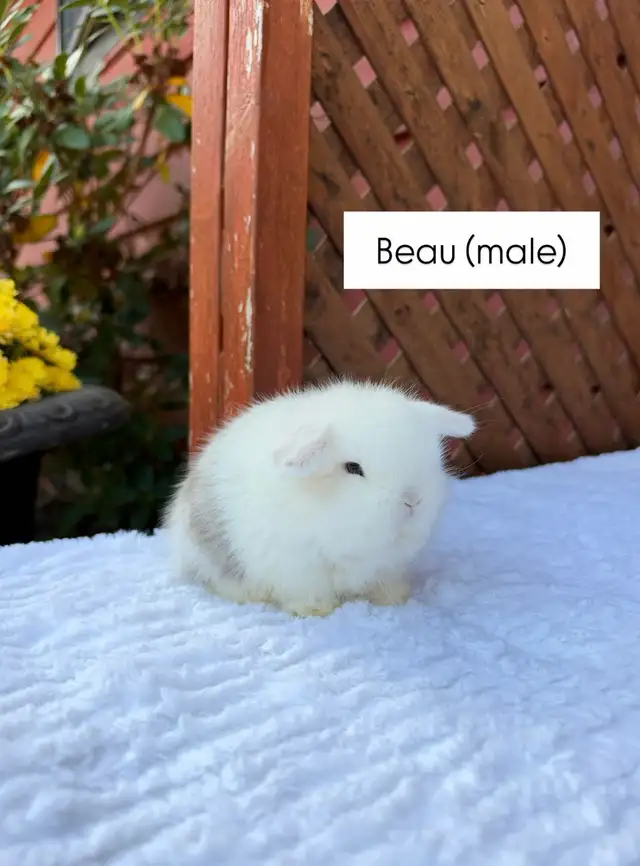 Adorable Holland Lop baby bunnies