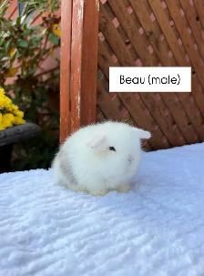 Adorable Holland Lop baby bunnies