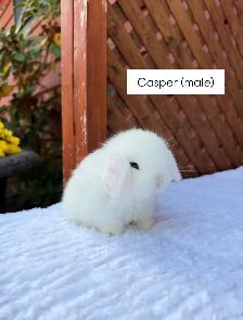 Adorable Holland Lop baby bunnies - Photo 2