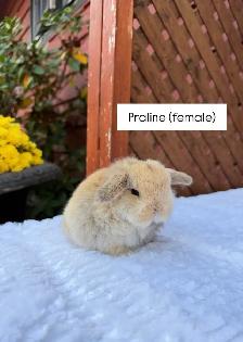 Adorable Holland Lop baby bunnies - Photo 3