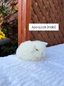 Adorable Holland Lop baby bunnies - Photo 4
