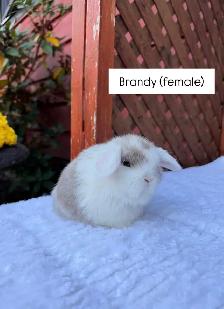 Adorable Holland Lop baby bunnies - Photo 5
