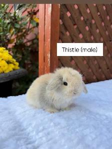 Adorable Holland Lop baby bunnies - Photo 6