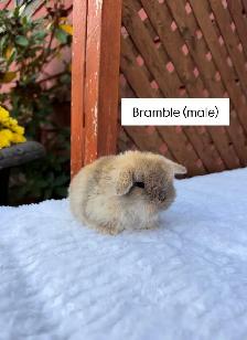 Adorable Holland Lop baby bunnies - Photo 7