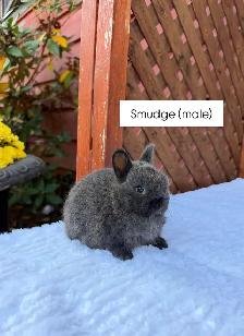 Tiny Netherland Dwarf baby bunny