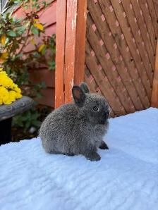 Tiny Netherland Dwarf baby bunny - Photo 2