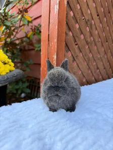 Tiny Netherland Dwarf baby bunny - Photo 3