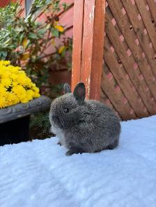 Tiny Netherland Dwarf baby bunny - Photo 4