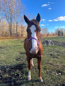 Horse for sale