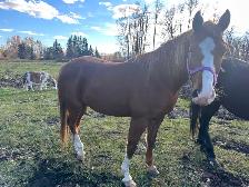 Horse for sale - Photo 2