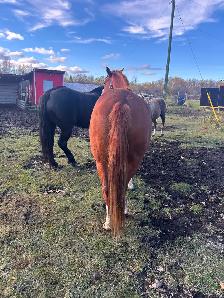 Horse for sale - Photo 3