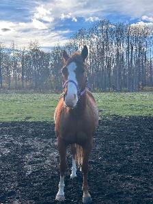 Horse for sale - Photo 4