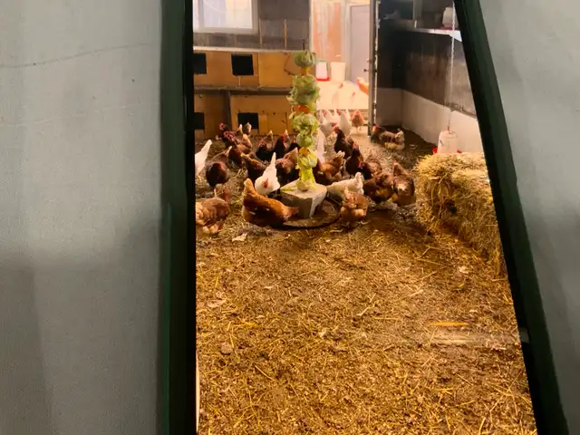Natural Free-Range Farm Eggs!