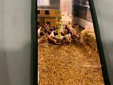 Natural Free-Range Farm Eggs!
