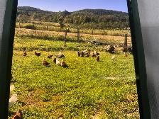 Natural Free-Range Farm Eggs! - Photo 2