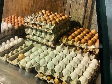 Natural Free-Range Farm Eggs! - Photo 3