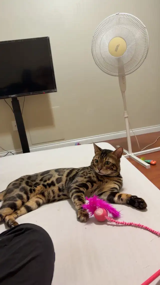 Bengal male Cat