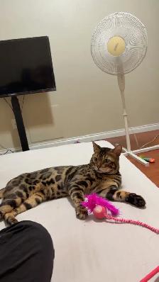 Bengal male Cat