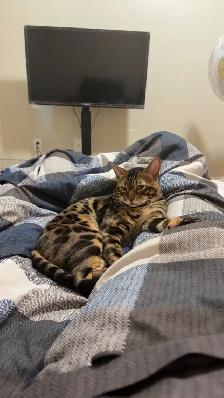 Bengal male Cat - Photo 2