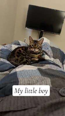 Bengal male Cat - Photo 3