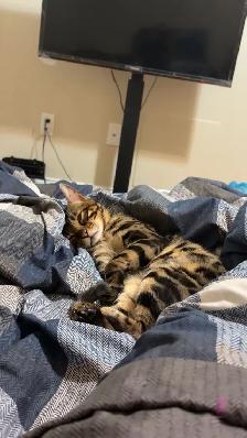 Bengal male Cat - Photo 4
