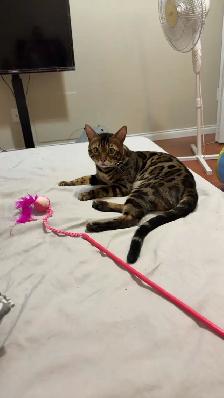 Bengal male Cat - Photo 5