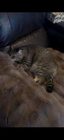 Buster my 7 year old tabby cat is  missing