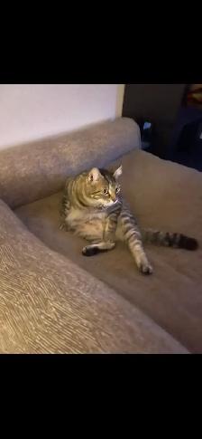 Buster my 7 year old tabby cat is  missing - Photo 2