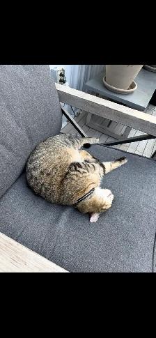 Buster my 7 year old tabby cat is  missing - Photo 3