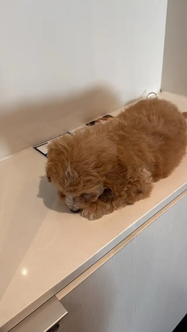 maltipoo puppy(male )