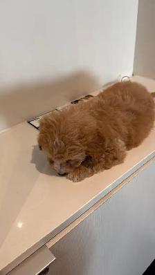 maltipoo puppy(male )