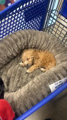 maltipoo puppy(male ) - Photo 2