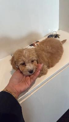 maltipoo puppy(male ) - Photo 3