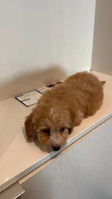 maltipoo puppy(male ) - Photo 4