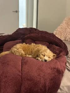 maltipoo puppy(male ) - Photo 5