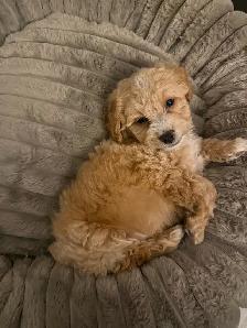 maltipoo puppy(male ) - Photo 6