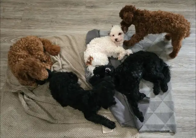 Toy Poodles