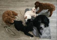 Toy Poodles