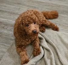 Toy Poodles - Photo 2