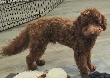 Toy Poodles - Photo 3