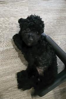 Toy Poodles - Photo 4