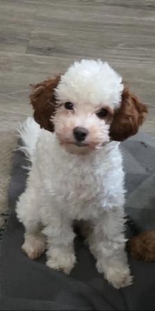 Toy Poodles - Photo 5