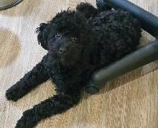 Toy Poodles - Photo 6