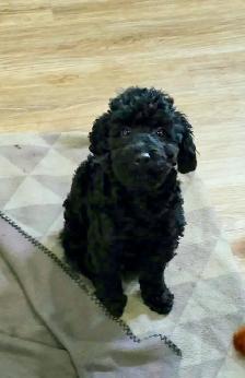 Toy Poodles - Photo 7