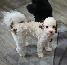 Toy Poodles - Photo 8