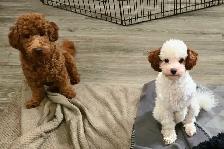 Toy Poodles - Photo 9