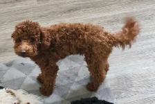 Toy Poodles - Photo 10