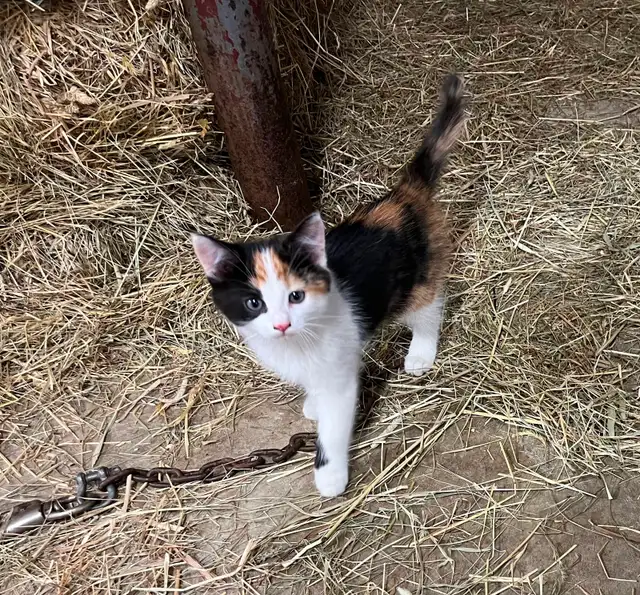 Beaux chatons à vendre