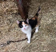 Beaux chatons à vendre