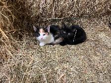 Beaux chatons à vendre - Photo 2